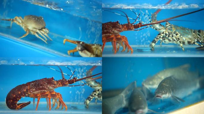 海鲜水产超市龙虾澳洲龙虾螃蟹新鲜海产品冰