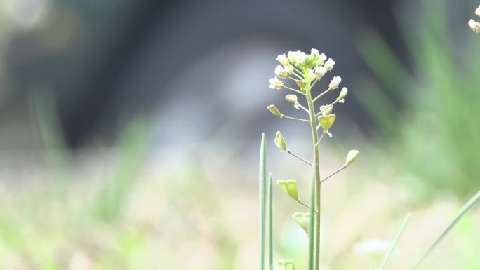 原创实拍菜花特写_地菜_野菜花朵视频素材