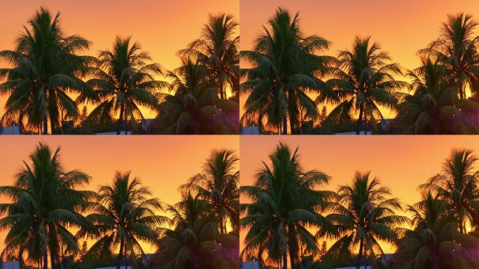 橘色日落天空棕榈树景观