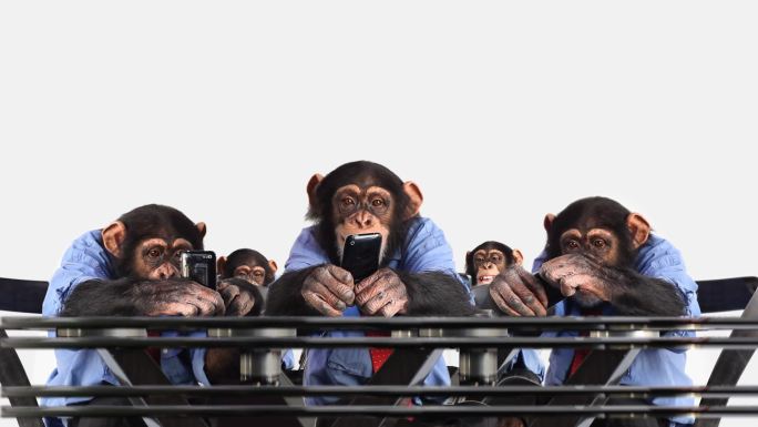 一群猩猩在玩手机