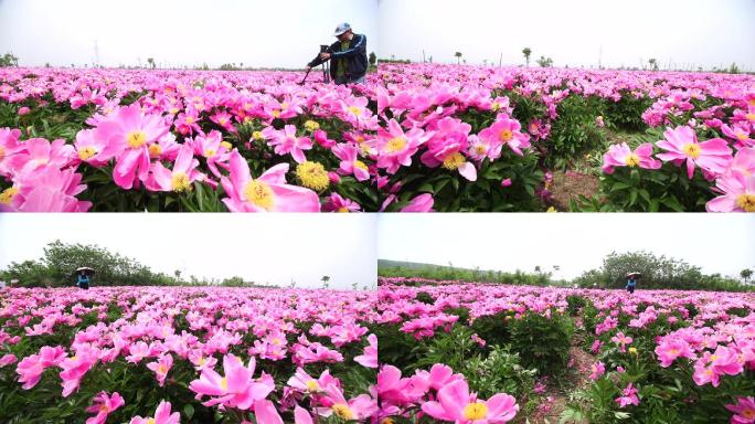 洛阳丰李芍药花海全景