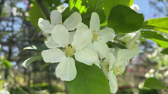 春天花儿开放梨花开放白色花