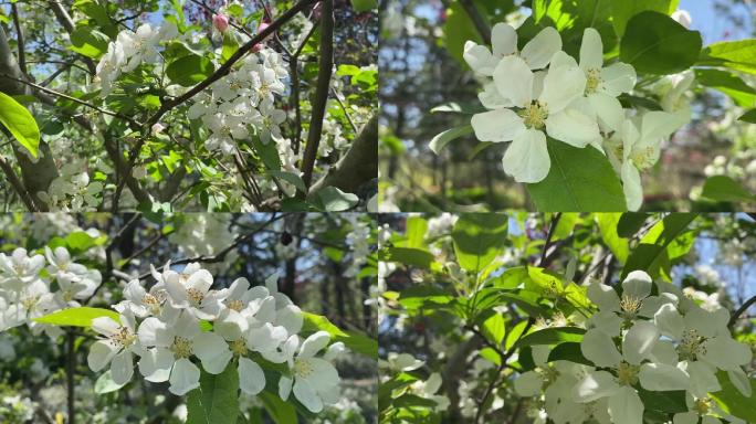 春天花儿开放梨花开放白色花