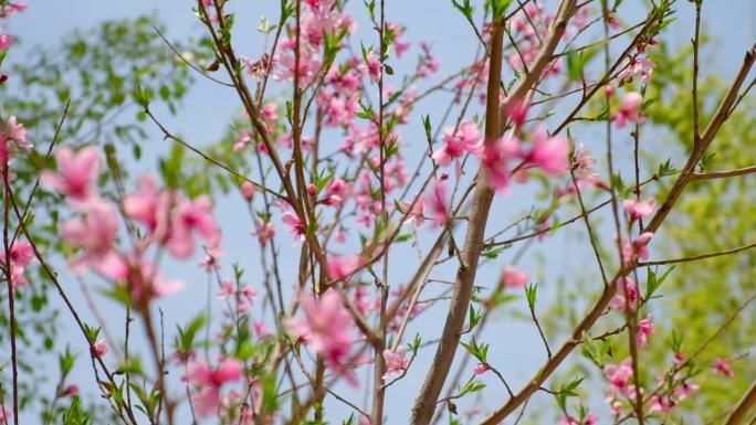 春天小区内桃花开