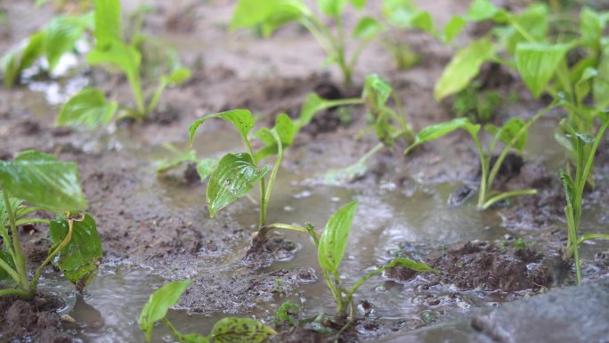 春天草木复苏小草幼苗雨中成长视频素材