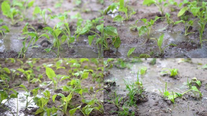 春天草木复苏小草幼苗雨中成长视频素材