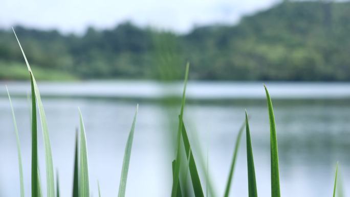 湖边小景、水系景色、花花草草、湖边花草