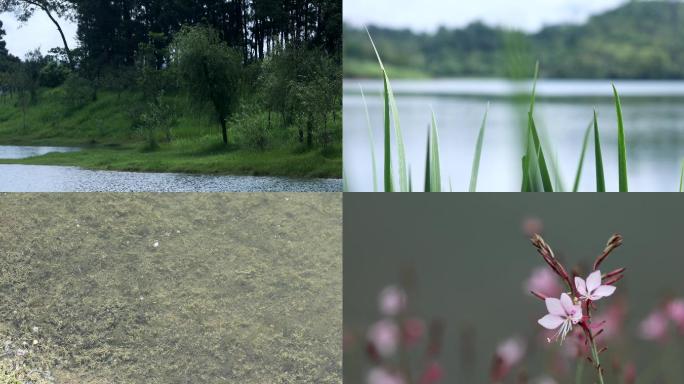湖边小景、水系景色、花花草草、湖边花草