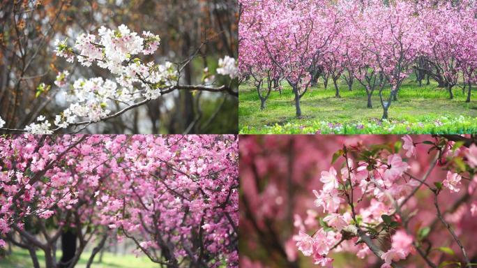 春天桃花盛开的高清实拍