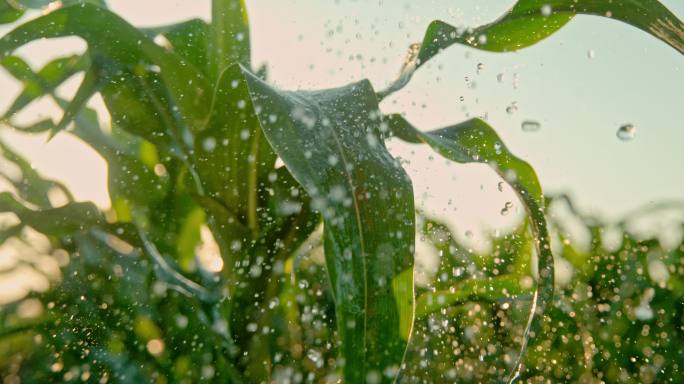 正在浇灌中的农田农田浇灌灌溉农田玉米灌溉