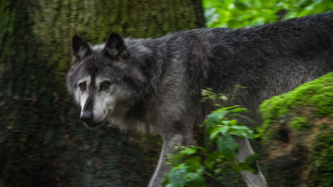 穿过森林的狼大灰狼野狼野外