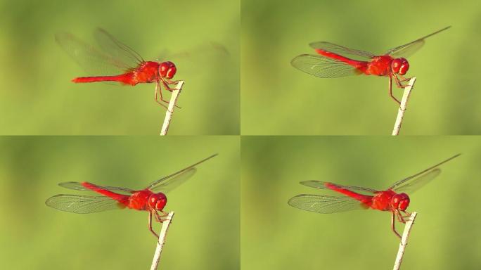 红蜻蜓慢动作