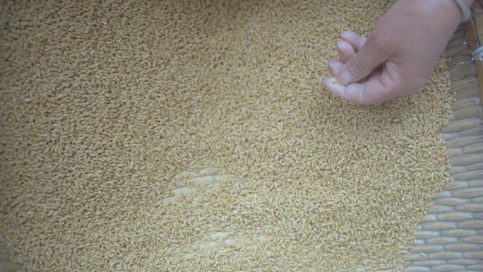 麦子小麦粮食收获丰收农业生产