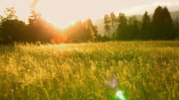 夕阳下的草甸唯美阳光森林树叶逆光竹林柳树