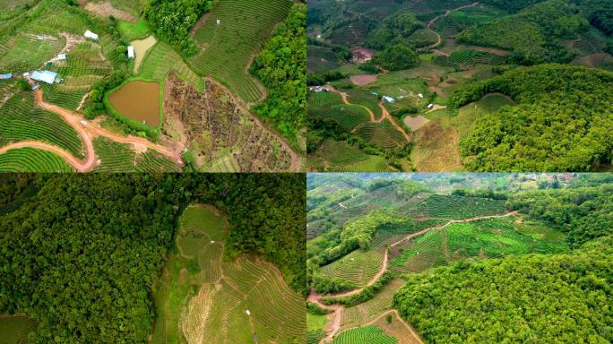 云南原始森林农田茶山山谷航拍4K