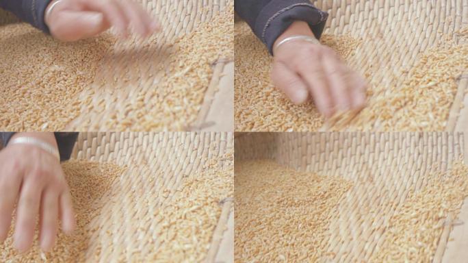 粮食小麦麦子麦种