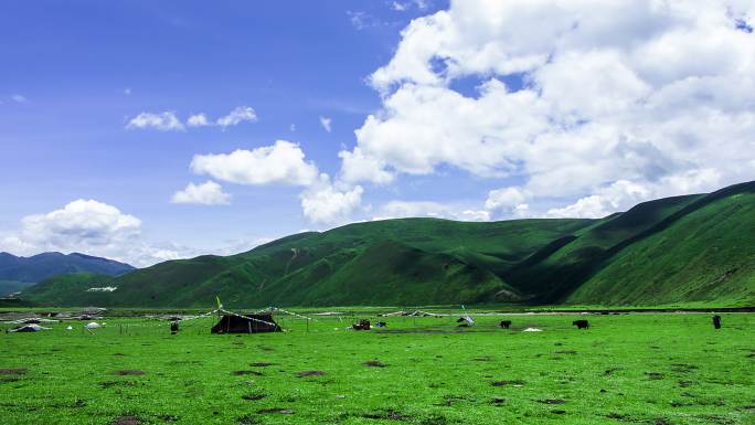 【4k】高原藏族放牧延时摄影