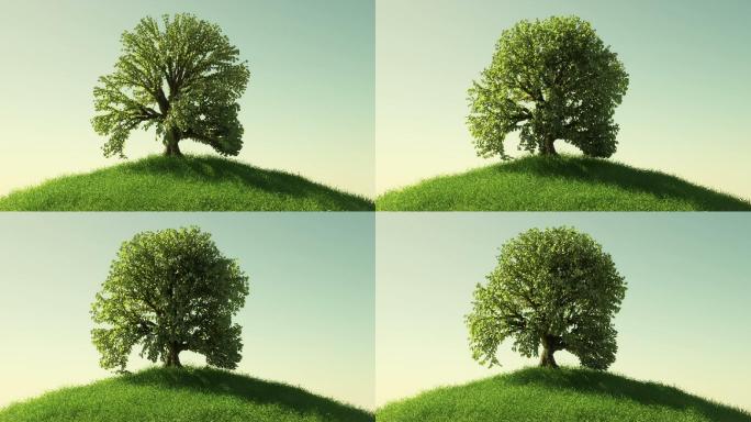 生长的树参天大树广告空镜企业成长