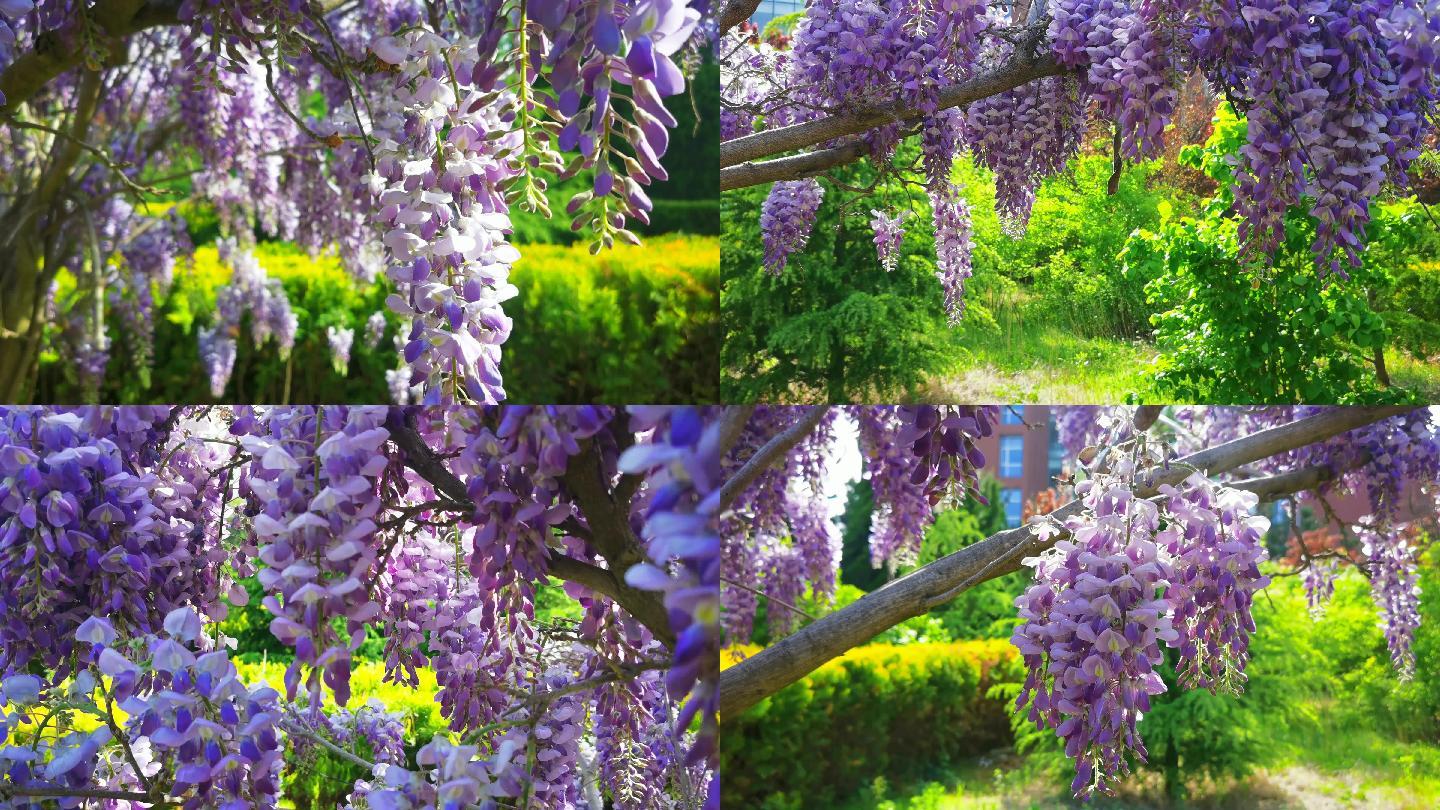 4k紫藤花开花瀑布实拍素材