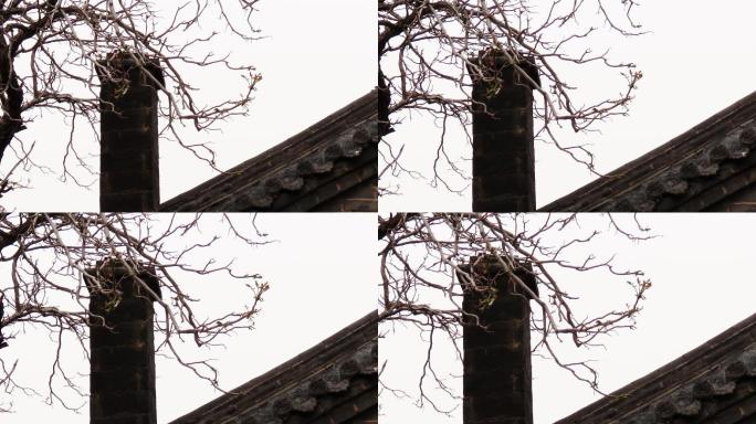 萌芽的香椿树4k