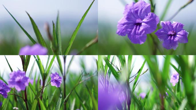 蓝花草视频素材