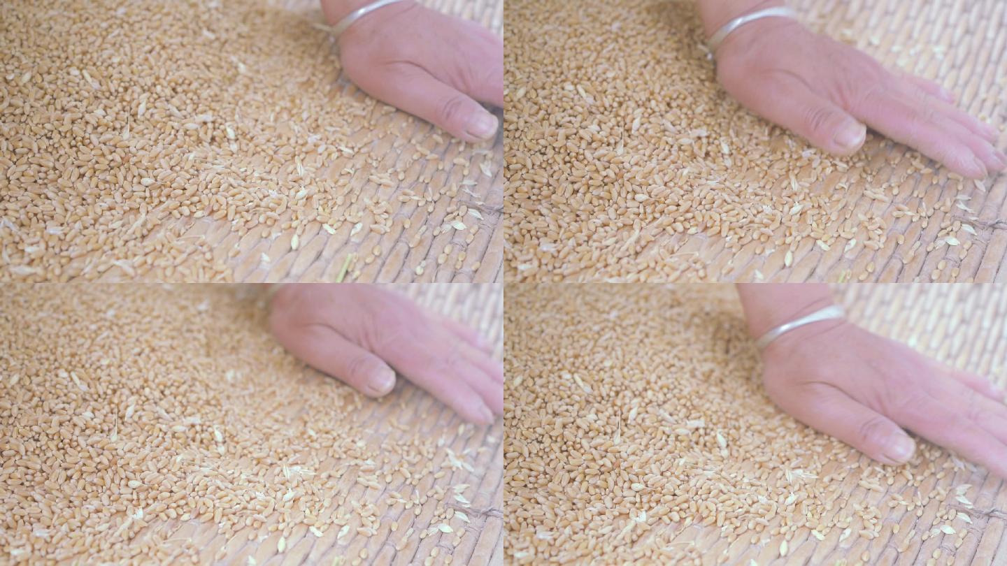 粮食小麦麦子麦种