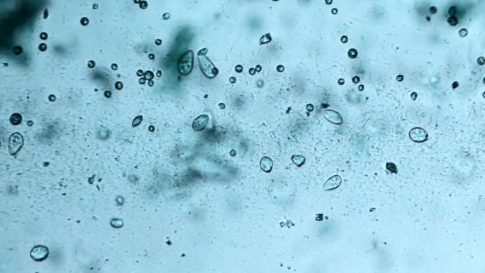 微生物螨虫科研医疗感染