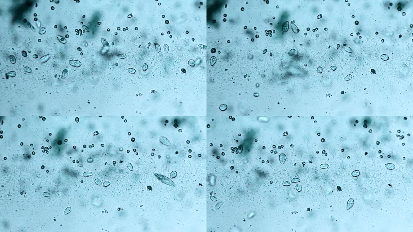 微生物螨虫科研医疗感染