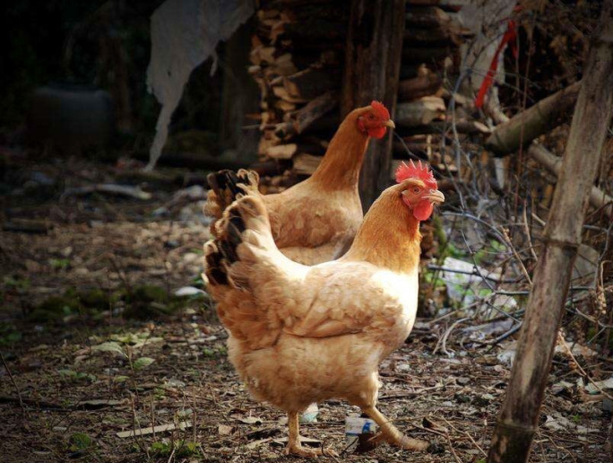 农村野外母鸡带小鸡捕食