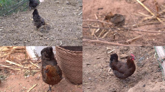 农村野外母鸡带小鸡捕食