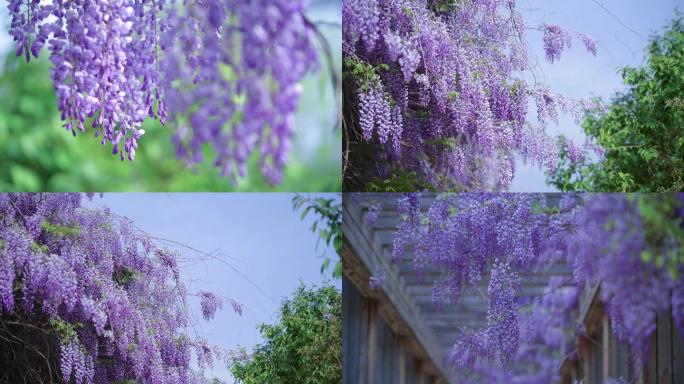 唯美梦幻清新紫藤花藤蔓