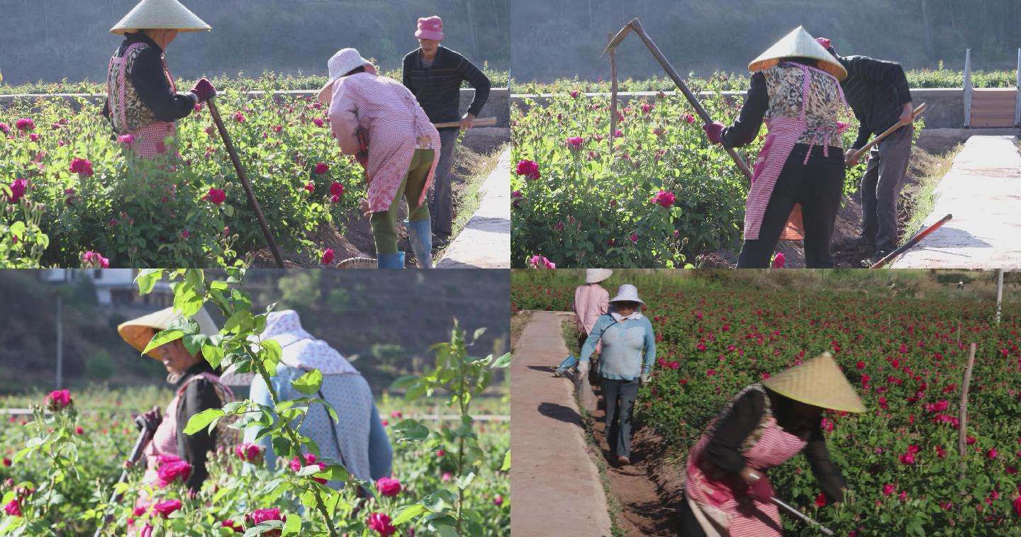 云南昆明玫瑰花基地种植