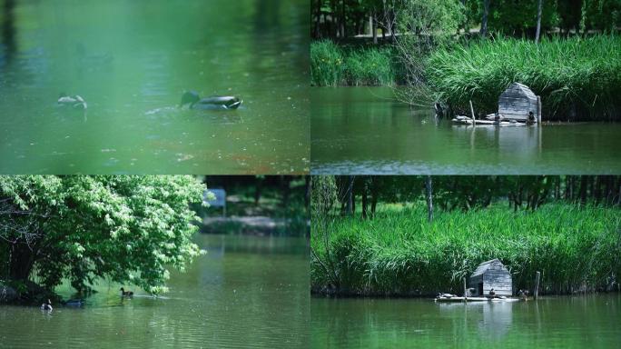 鸭子绿头鸭水中游