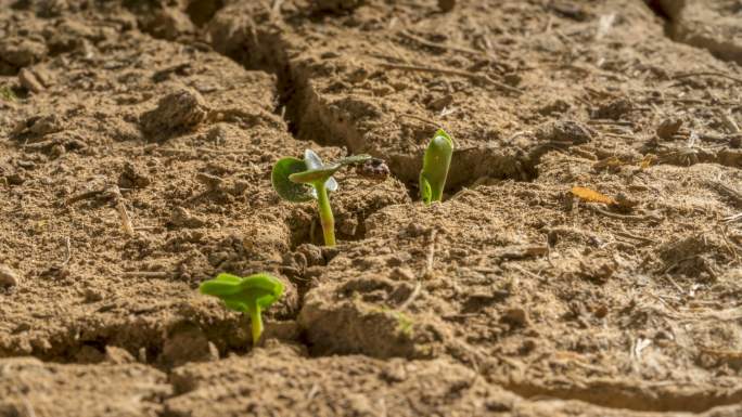 新生命沙漠干旱植物生长时间推移