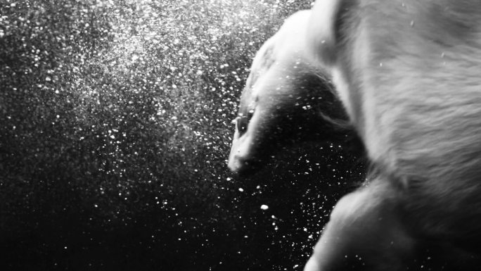 北极熊跳入水中升格慢动作海洋馆海底世界