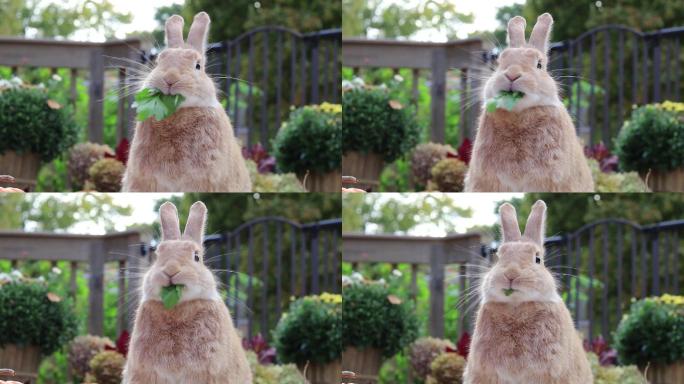 兔子吃草特写