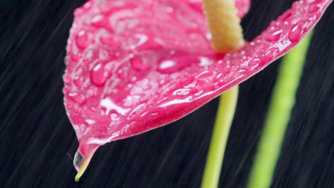 植物叶子露珠雨水绿叶红叶水滴浇花喷水悲伤