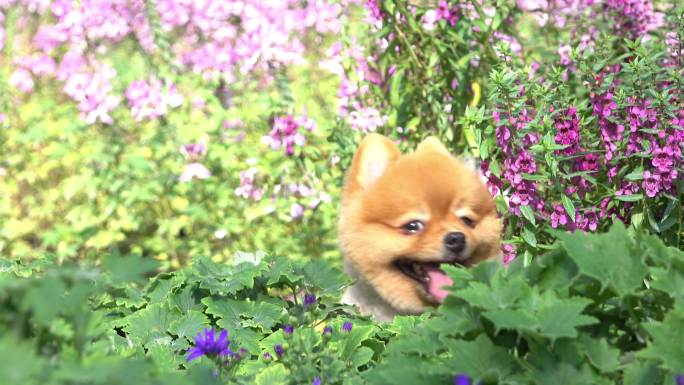 花圃狗狗捉迷藏萌宠田园花丛