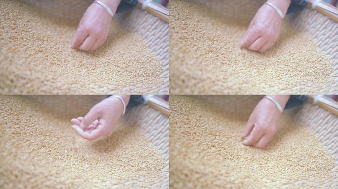 麦子小麦粮食收获丰收农业生产