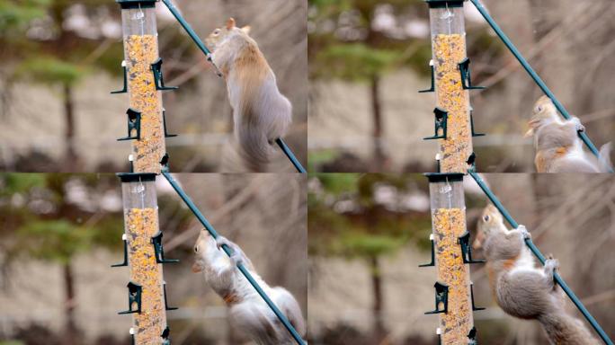 松鼠想爬润滑的柱子偷吃鸟食