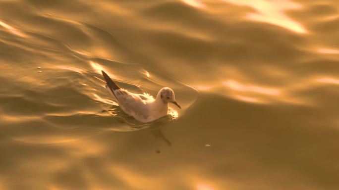 夕阳中的海鸥