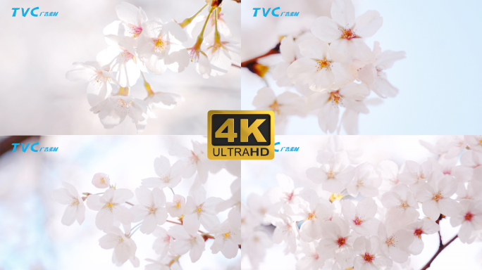 白色樱花东京樱花4K