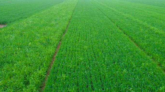 实拍农业生产麦田麦浪麦子粮食产地