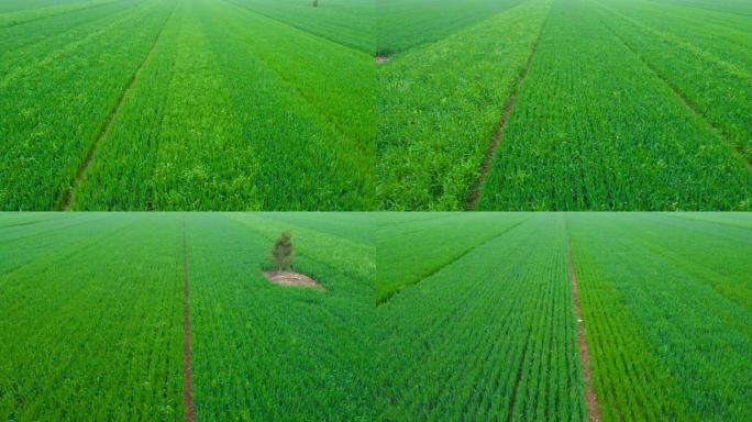 实拍农业生产麦田麦浪麦子粮食产地