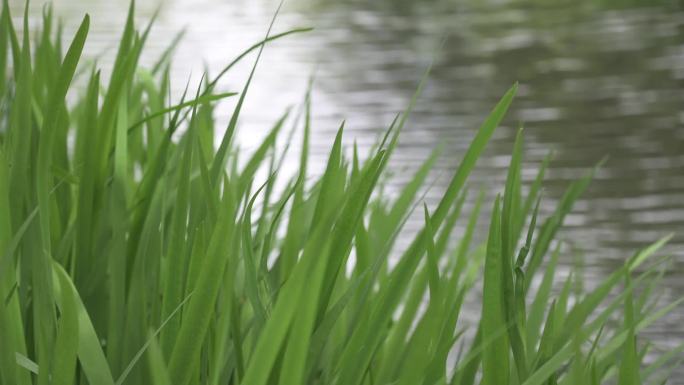 【原创】树林小河水草