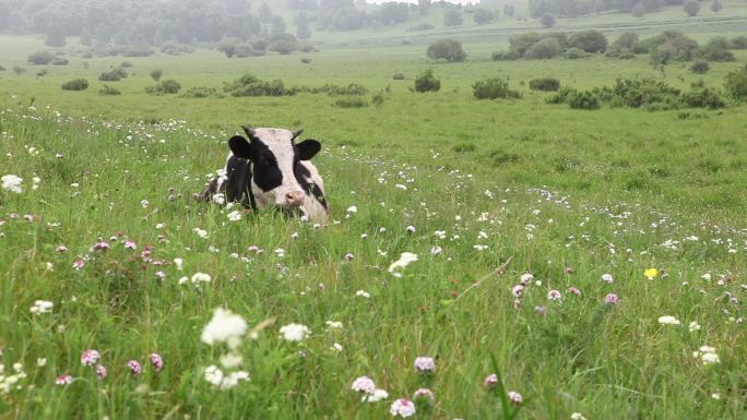 在草地上休息的牛