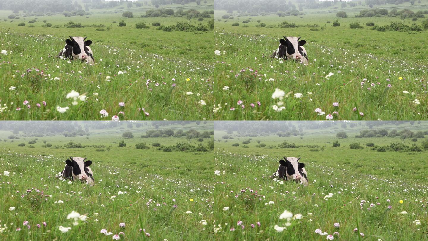 在草地上休息的牛
