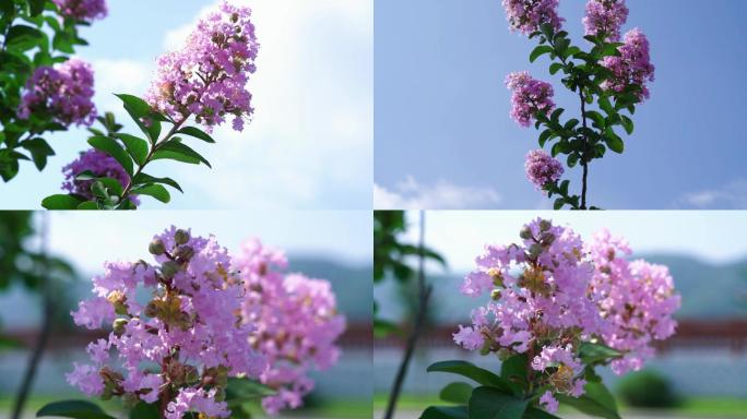 紫薇花视频素材