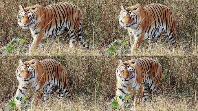 一只孟加拉虎在野外行走