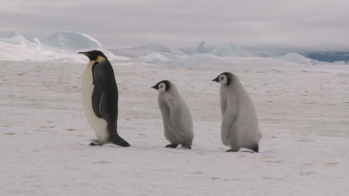 三只企鹅野生动物冬季冰块